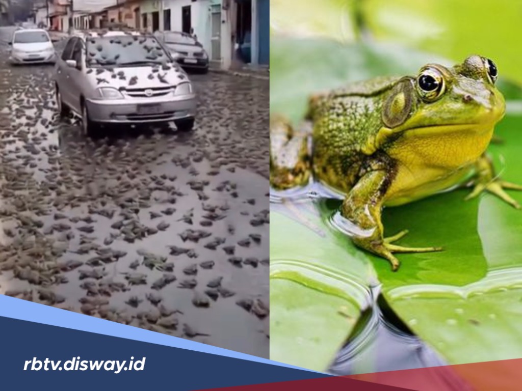 Tak Biasa, Brazil Dihujani Katak, Pertanda Akhir Zaman?