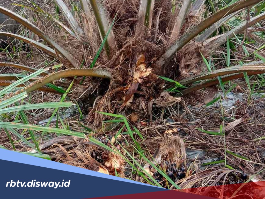 Cara mengatasi Penyakit Busuk Kuncup pada Tanaman Sawit
