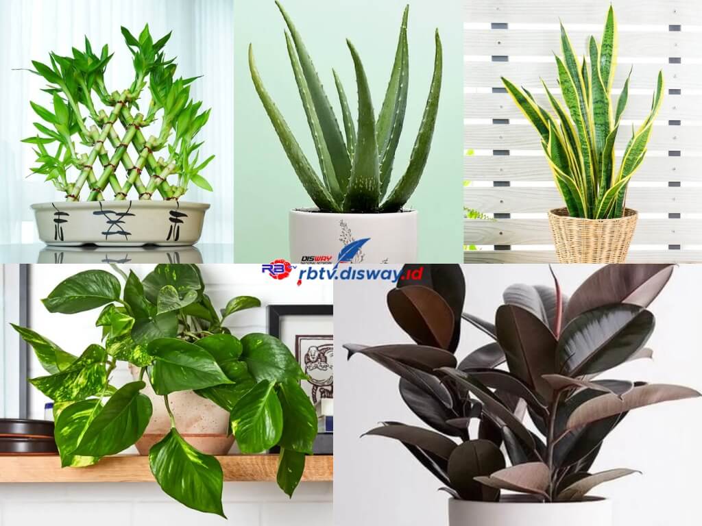 5 Tumbuhan Ini Konon Bikin Hoki Jika Ditanam Dekat Bangunan Usaha