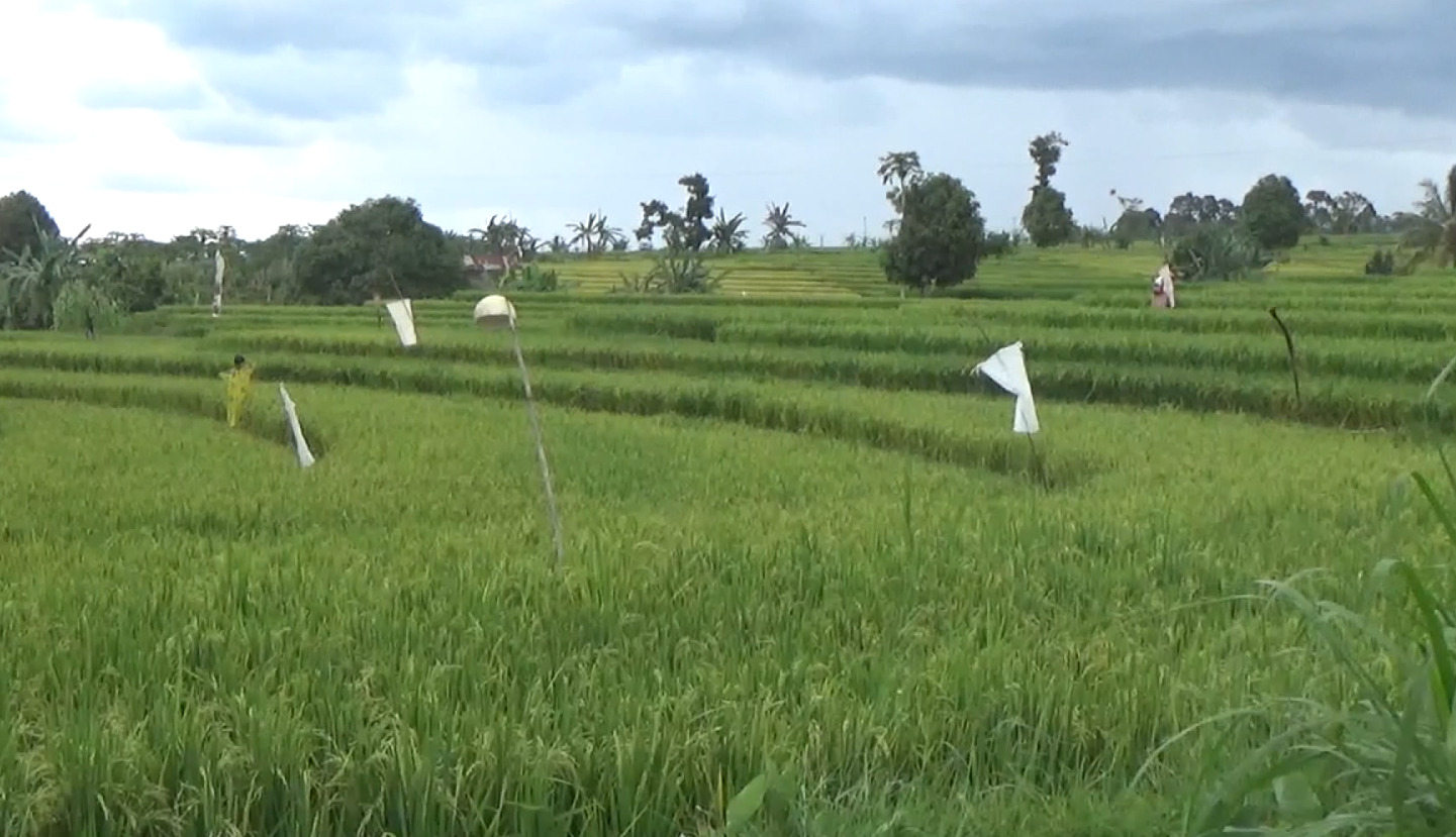 Areal Persawahan di Kecamatan Arma Jaya Jadi Tempat Healing Bagi Petani 