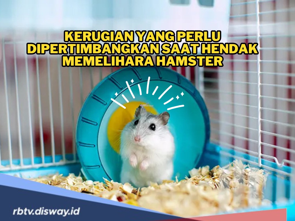 Plus Minus Memelihara Hamster, Anda Wajib Tahu Penyakit dan Bakteri yang Bisa Tertular ke Manusia