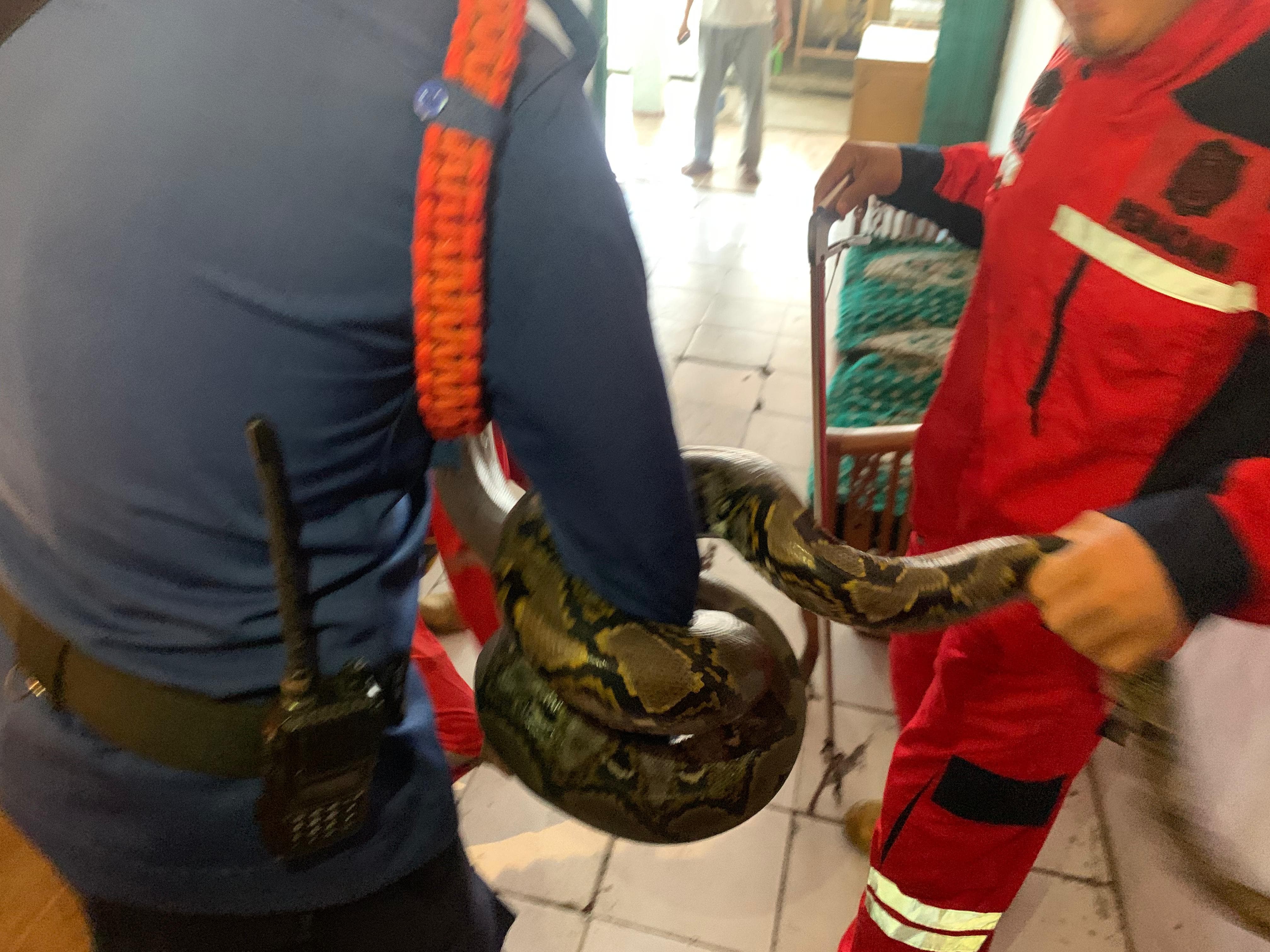 Geger, Ular Piton Sepanjang 2 Meter Masuk ke Toko Roti 