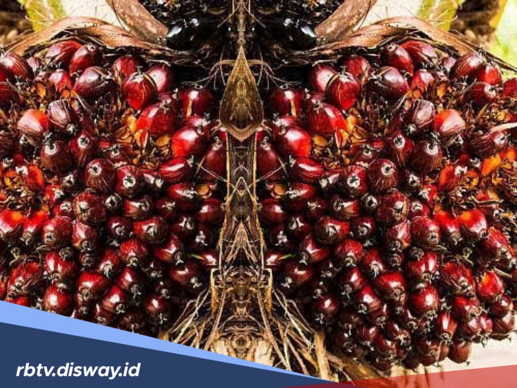 Harga TBS Sawit di Jambi Hari Ini 27 April 2025, Harga Tertinggi Rp 3.537,61/Kg