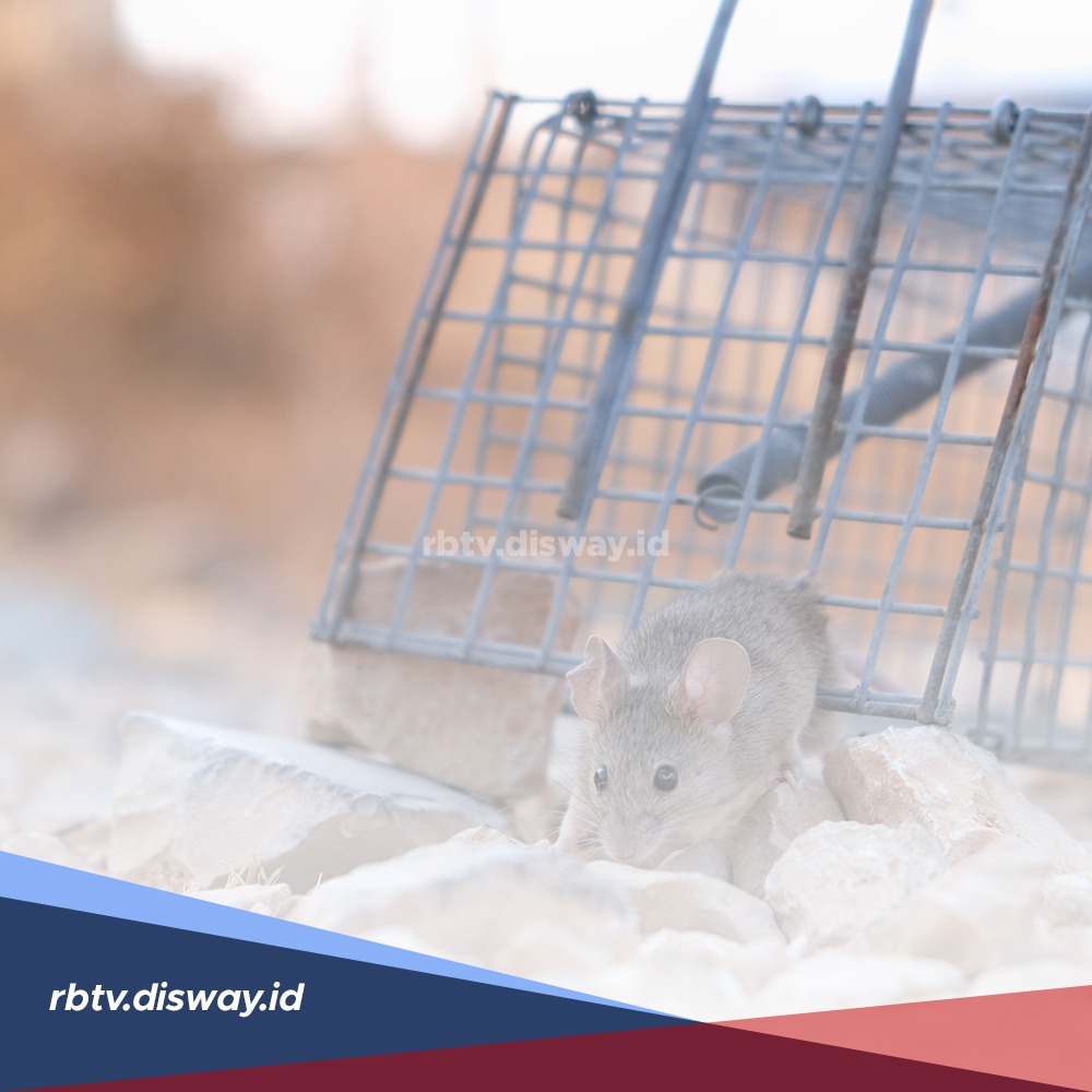 Ini Alasan Tikus Harus Dibasmi dari Rumah, Ada 6 Penyakit yang Ditularkan dari Tikus