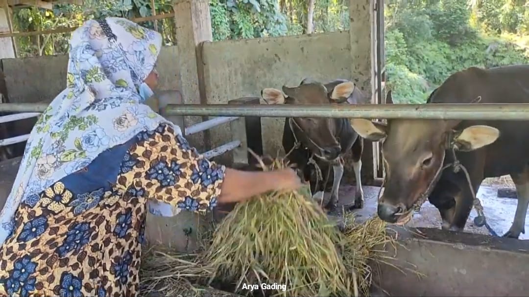 Distan Klaim Semua Sapi di Seluma Bebas Ngorok