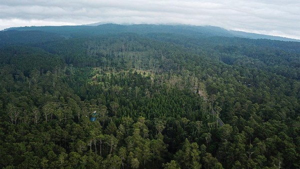 Geger!!! Ditemukan Ladang Emas di Sumatera, Belum Digarap Lokasinya di Tengah Hutan