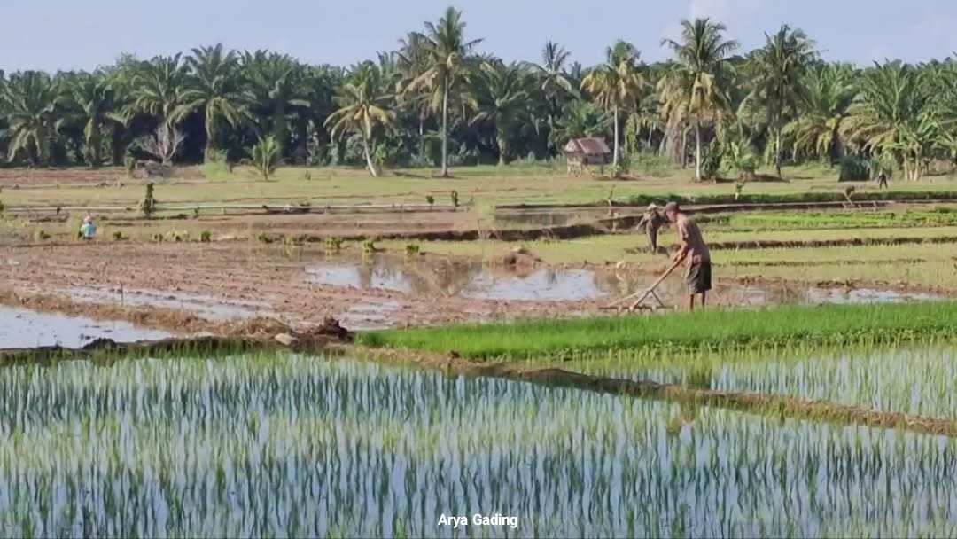 Alokasi Kuota Pupuk Subsidi untuk Kabupaten Seluma di Tahun 2025 Bertambah 