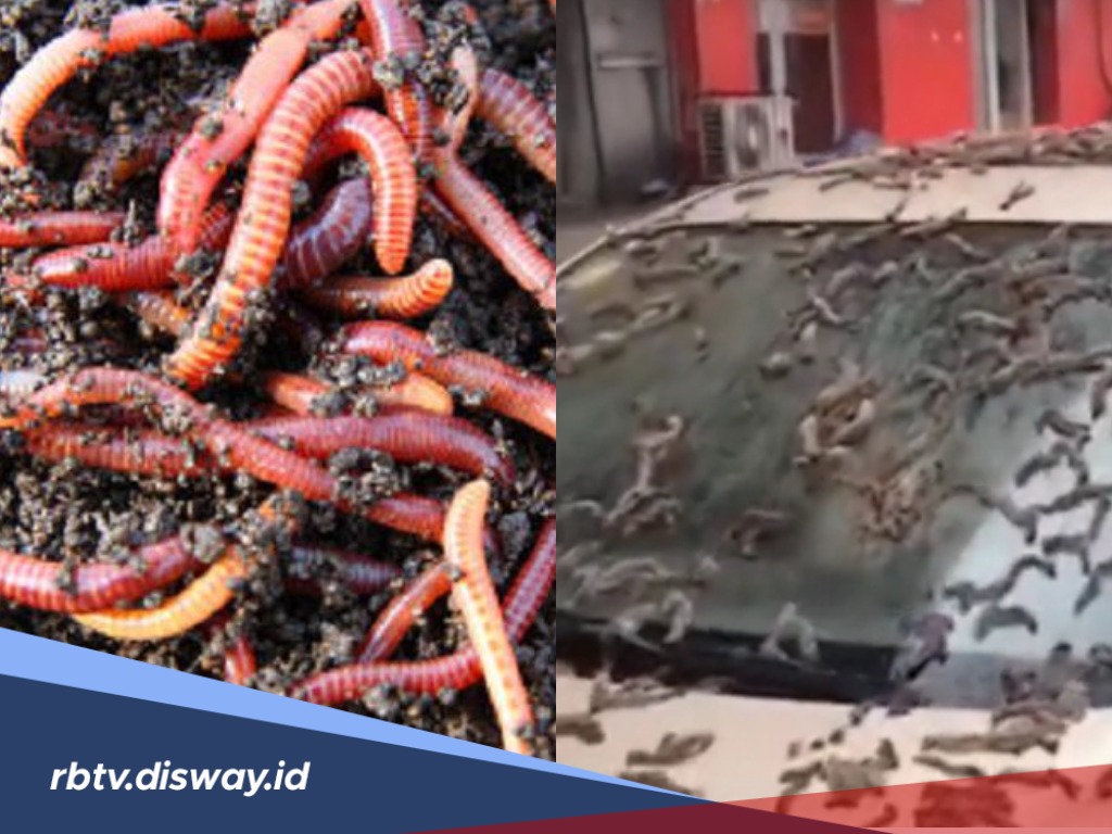 Fenomena Hujan Cacing di Norwegia, Apakah Cacing Bisa Bertahan di Udara Tanpa Kelembapan?