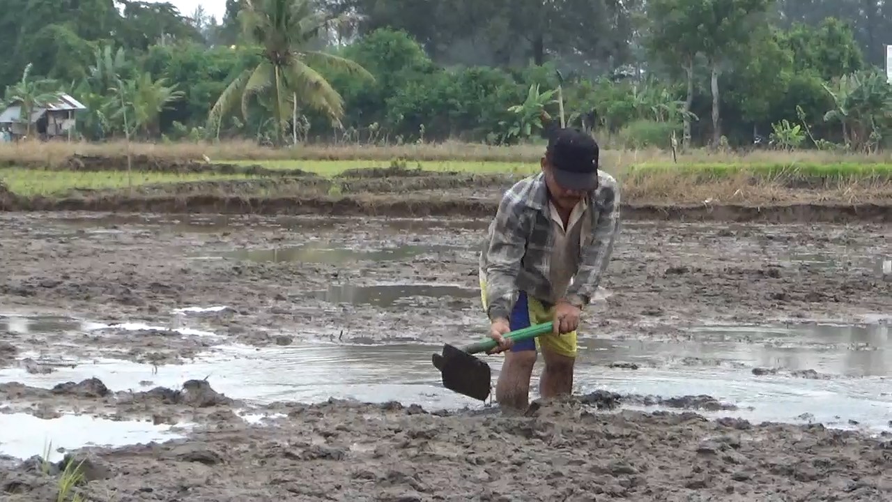 Musim Tanam Kedua, Petani Keluhkan Sewa Traktor Capai Rp 750 Ribu 