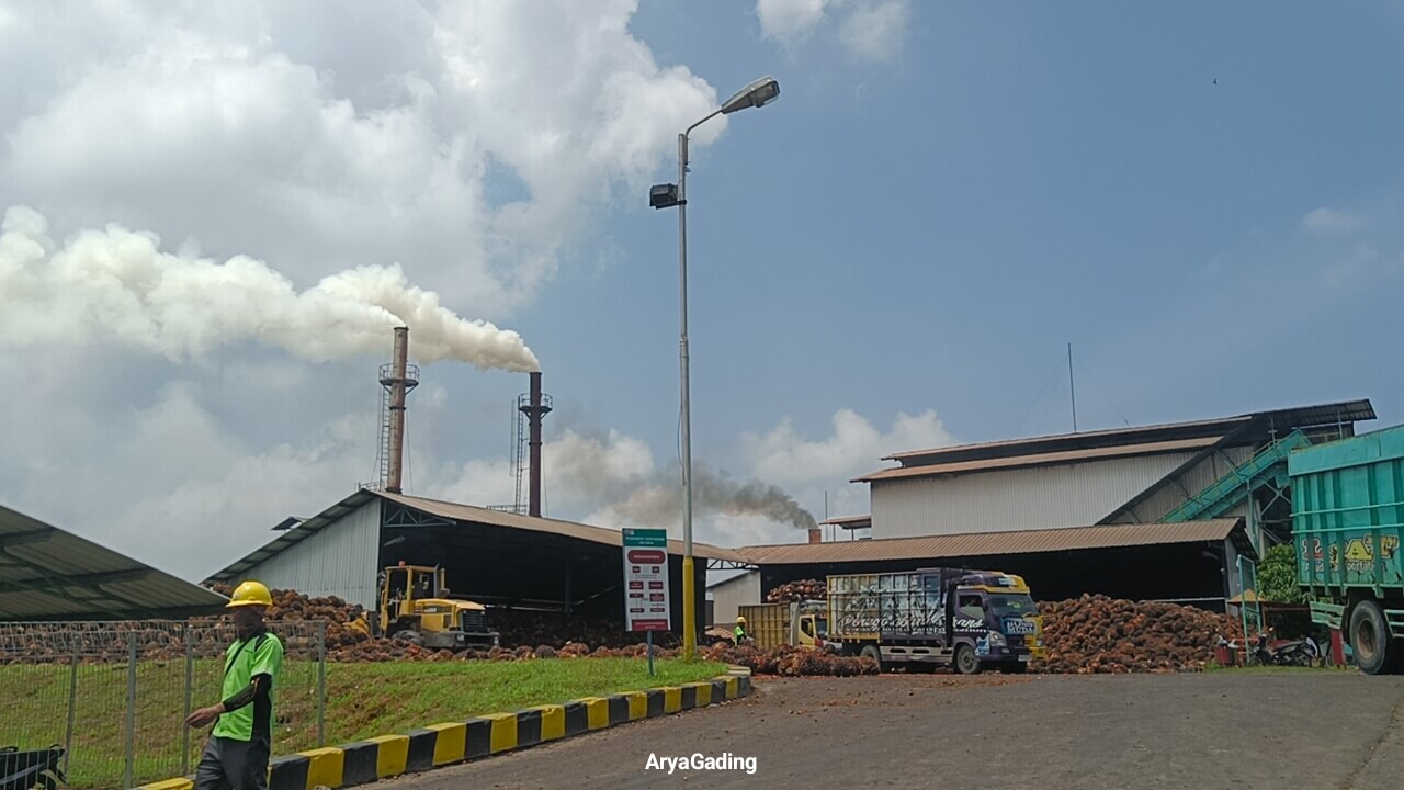 Pemkab Seluma Desak Pabrik CPO Segera Normalkan Harga TBS Kelapa Sawit