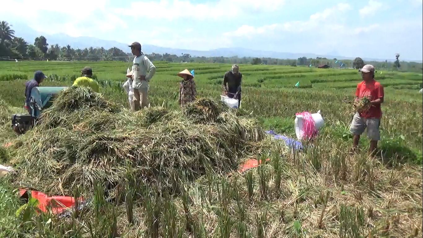 Besok 30 Anggota DPRD Bengkulu Utara Terpilih Dilantik, Ini Pesan Petani untuk Wakilnya