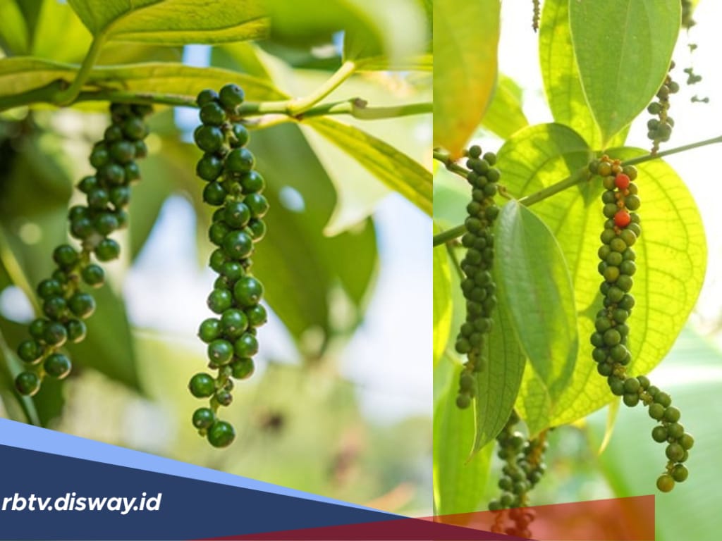 Cara Menanam Lada Panjang, Harganya Rp900 Ribu/Kg Jadi Primadona Petani