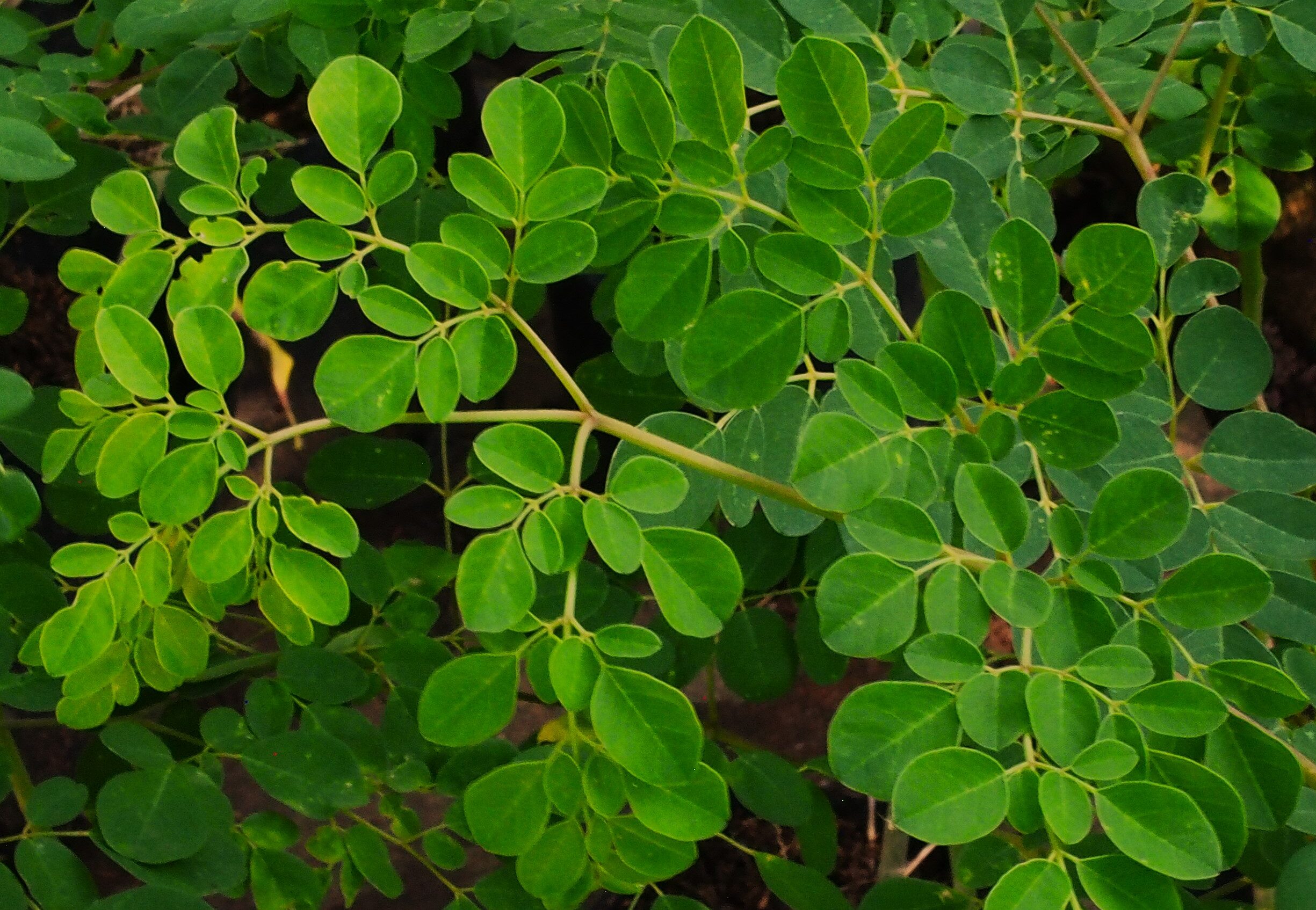 13 Manfaat Daun Kelor, Tanam Samping Rumah dan Petik Khasiatnya