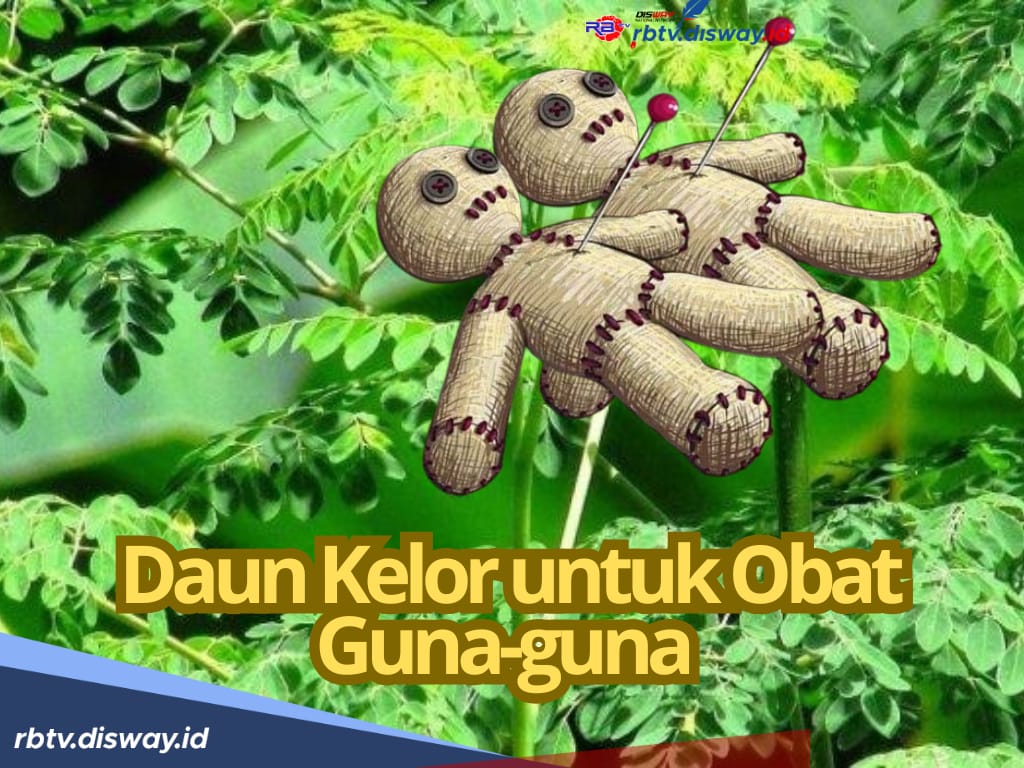 Obat Penyembuh Guna-guna, Cukup Gunakan Daun Kelor, Begini Caranya