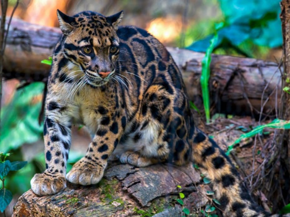 Teror Hewan Buas, Pemilik Ternak di Kabupaten Seluma Bengkulu Resah