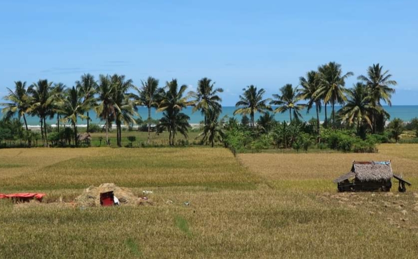 Dampak Kemarau, 3.930 Hektar Sawah di Delapan Kecamatan ini Dipastikan Gagal Panen 
