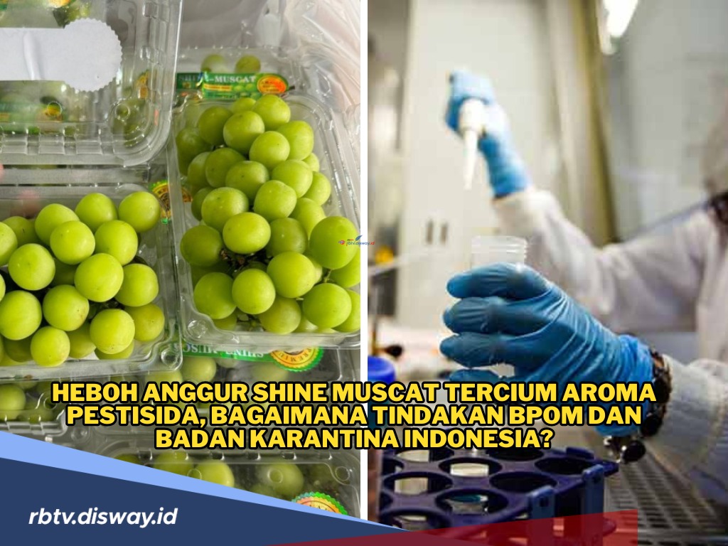 Anggur Shine Muscat Mengandung Klorpirifos dan Endrin Aldehida, Komisi IX DPR RI Tanya Tindakan BPOM