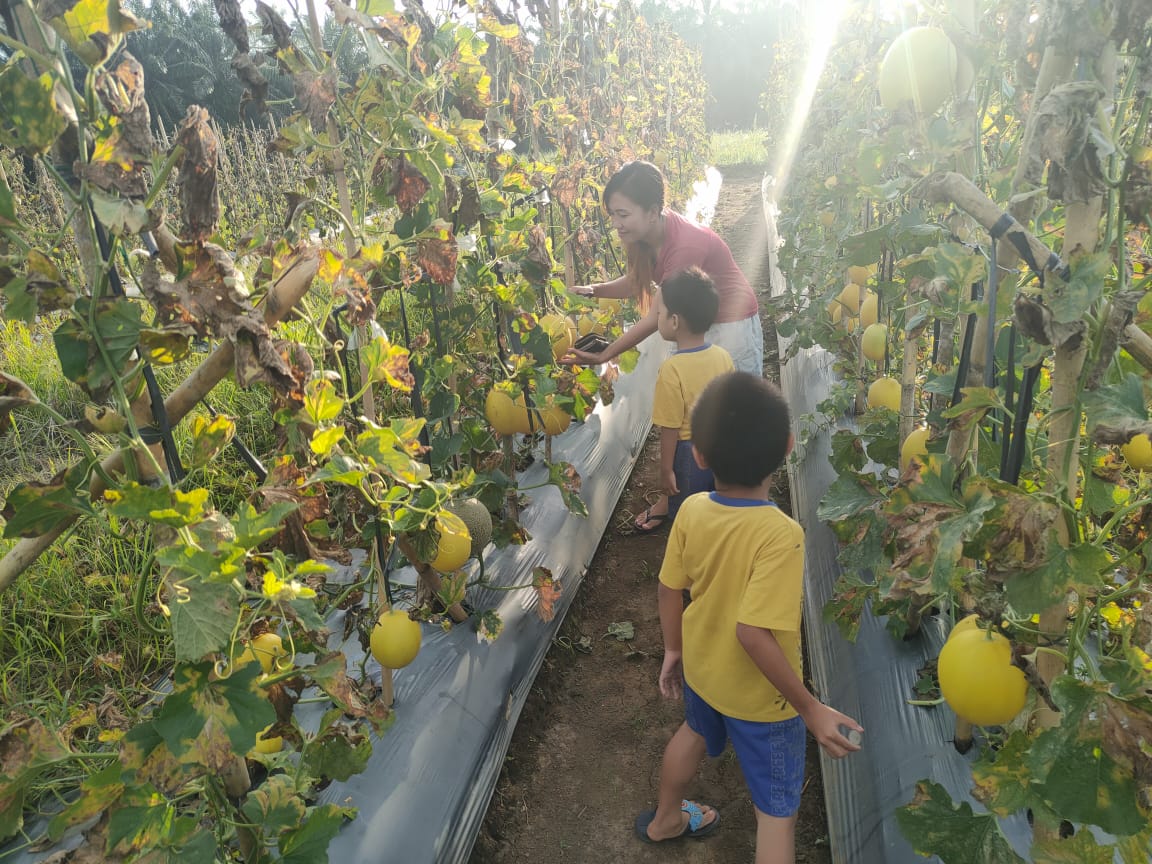 Jalan Sore ke Kebun Semangka dan Melon di Rimbo Kedui, Harga Murah Petik Sendiri