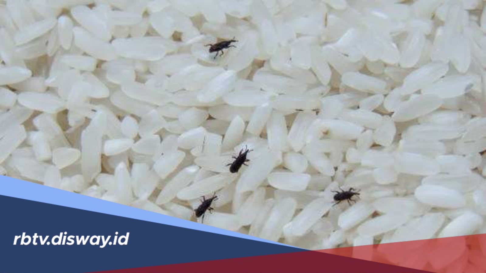 Cara Mudah Menyimpan Beras agar Tetap Awet dan Tidak Berkutu