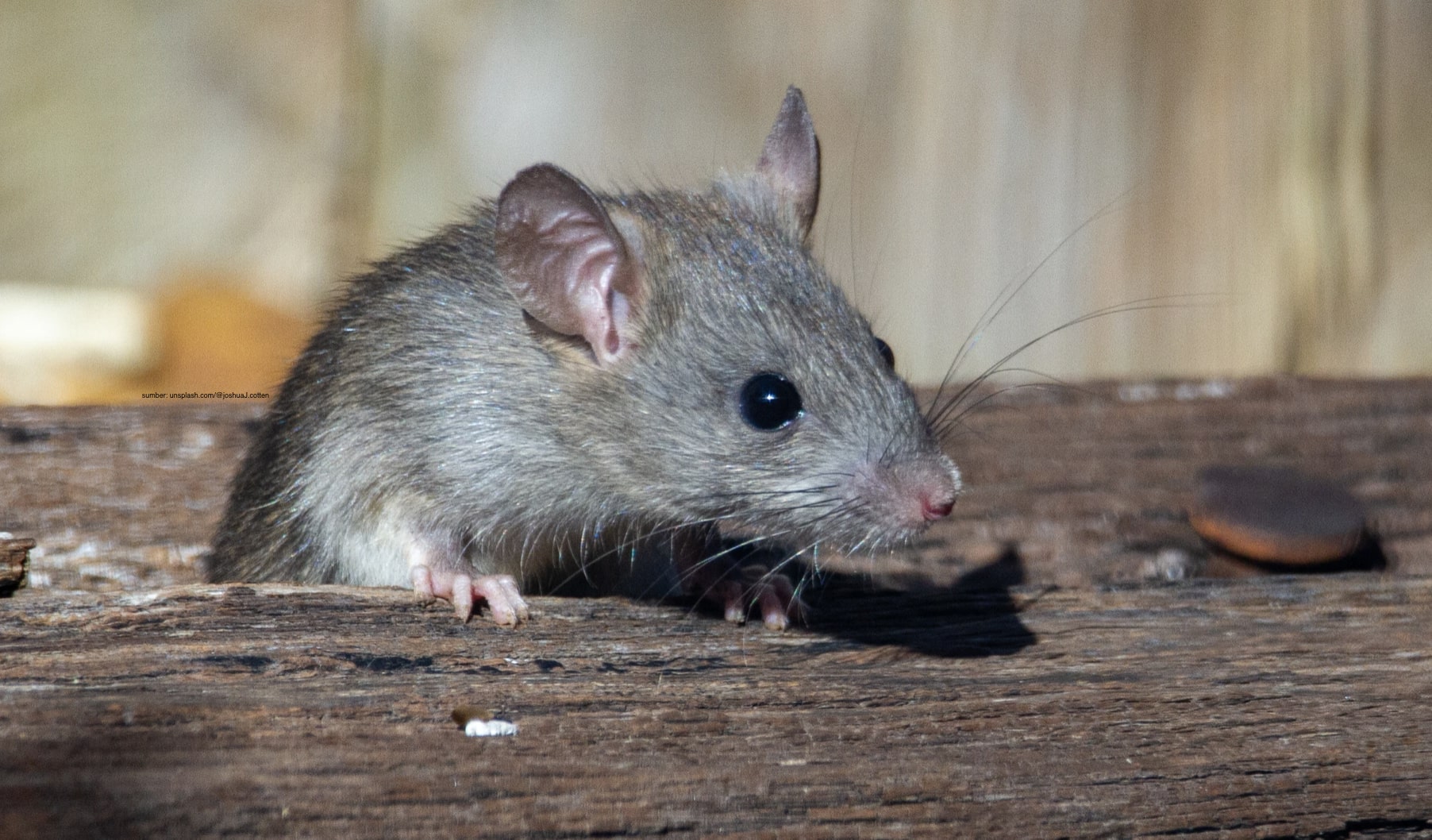 Selain Pakai Cabai, Ternyata Usir Tikus juga Bisa Menggunakan Pasta Gigi, Begini Caranya