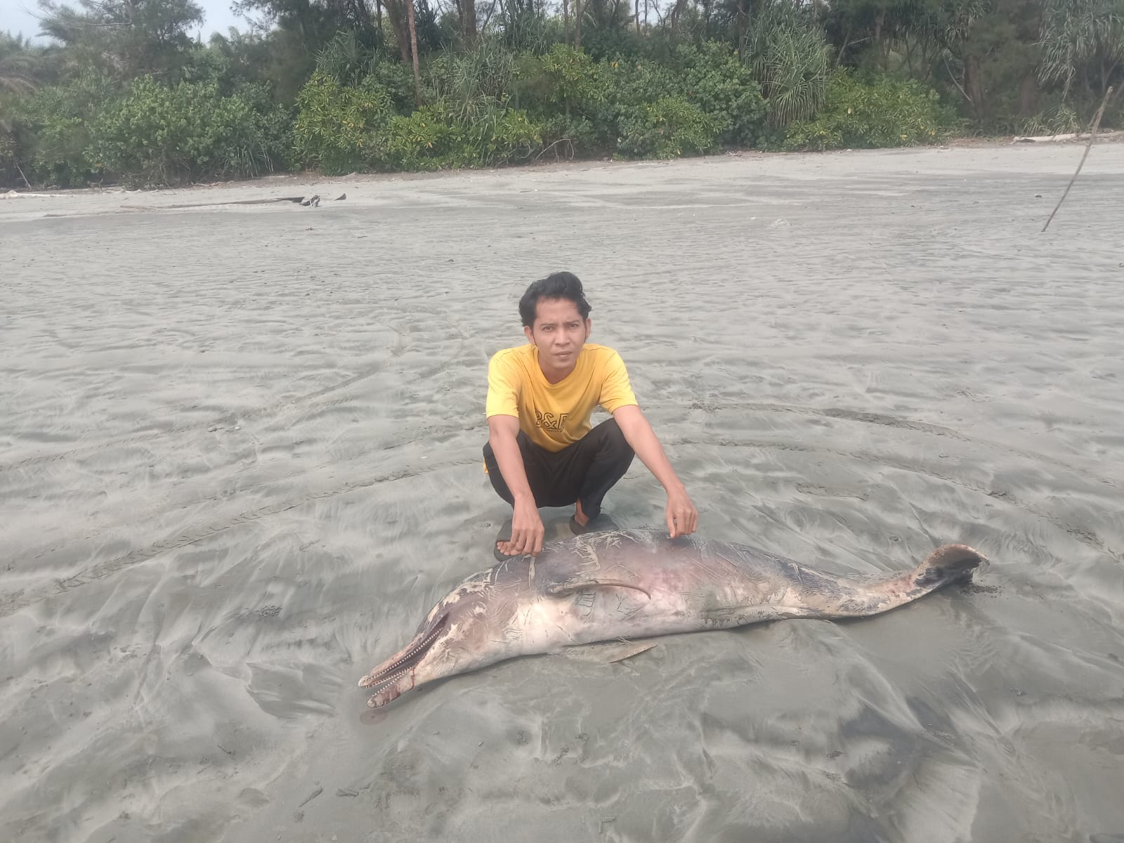 Bangkai Lumba-lumba Terdampar di Pantai Penago Baru Seluma