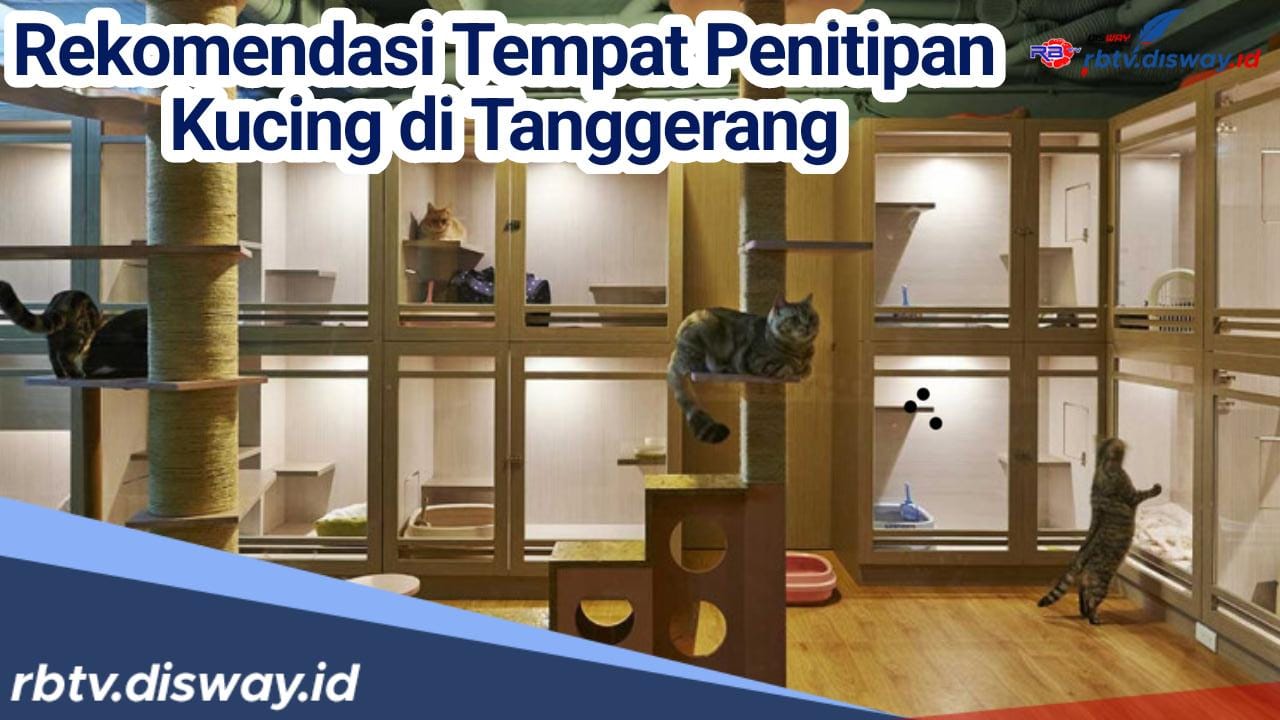 Mudik Tenang Tanpa Beban, Ini 3 Rekomendasi Tempat Penitipan Kucing di Tangerang