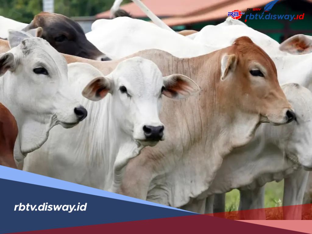 Bolehkah Sohibul Kurban Makan Daging Kurbannya? Yuk, Pahami Aturannya!