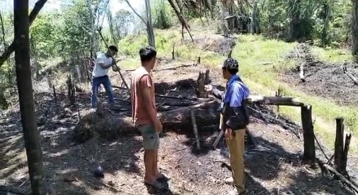 Hampir Seribu Hektare Lahan PTPN VII Digarap Warga, Ditanami Palawija dan Bangun Pondok