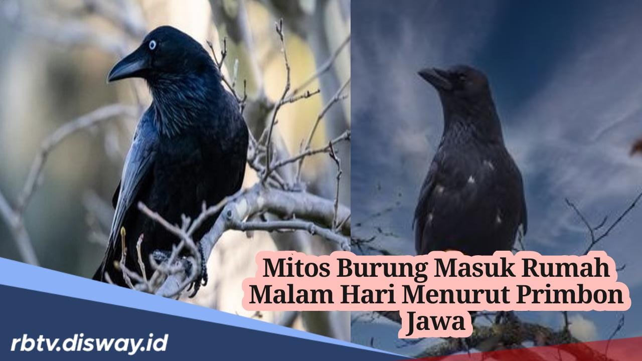 Mitos Burung Masuk ke Dalam Rumah Malam Hari Menurut Primbon Jawa, Benarkah Membawa Kabar Duka?