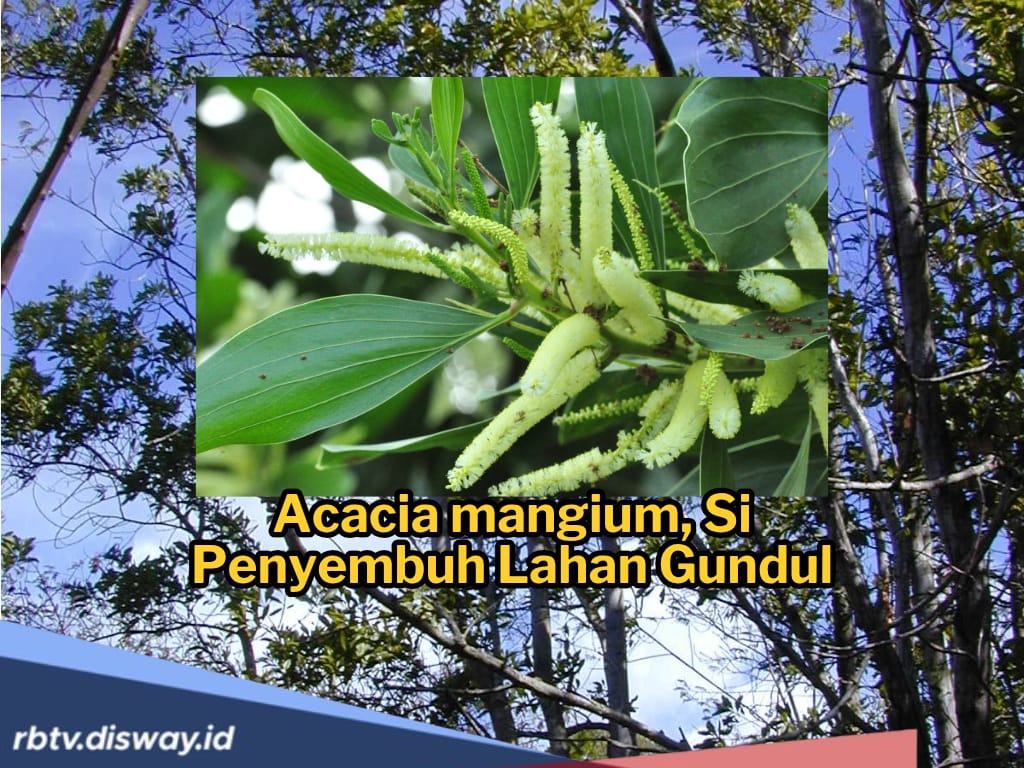 Menghidupkan Kembali Hutan Lewat Rehabilitasi, Ini Jenis Pohon yang Populer untuk Penghijauan 