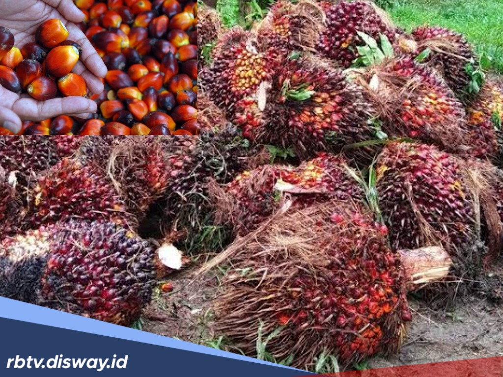 Update Harga TBS Sawit Sumatera Selatan Hari Ini, Tertinggi Segini