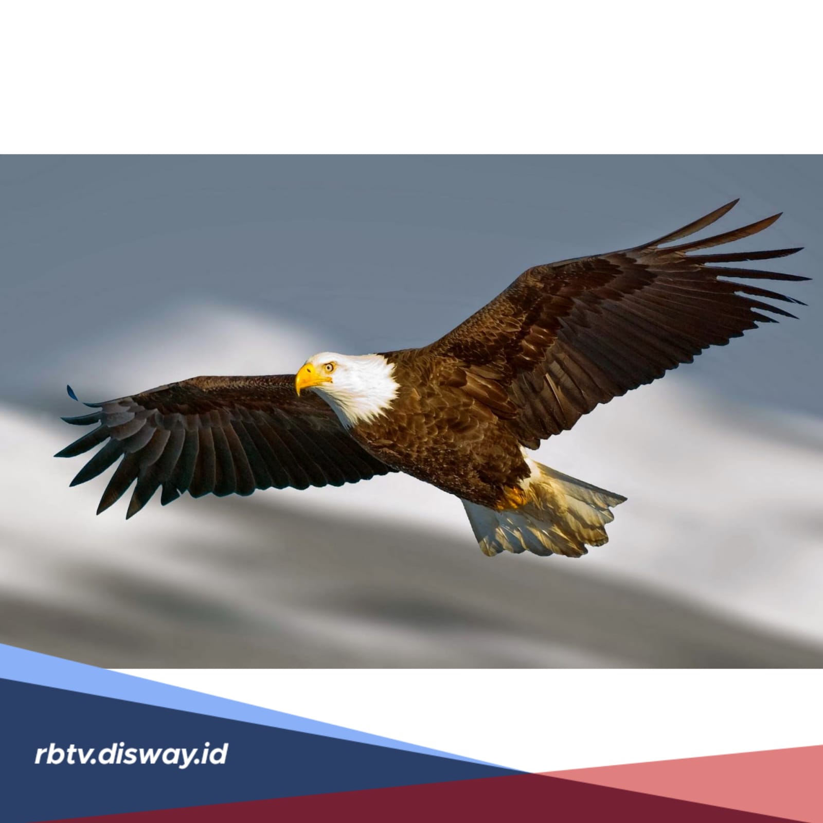 Pernah Dengar Soal Mitos Burung Elang yang Populer di Masyarakat? Ini Penjelasannya