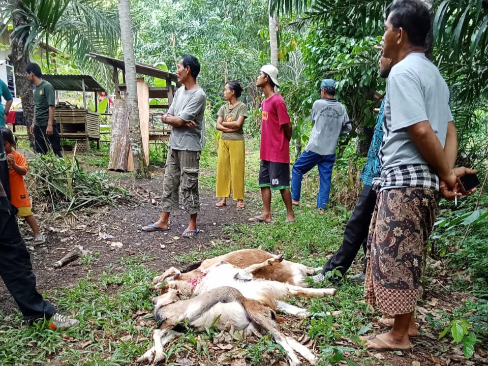 Waspada, Binatang Buas Berkeliaran di Seluma, Ternak Warga di Lubuk Sandi Kena Mangsa