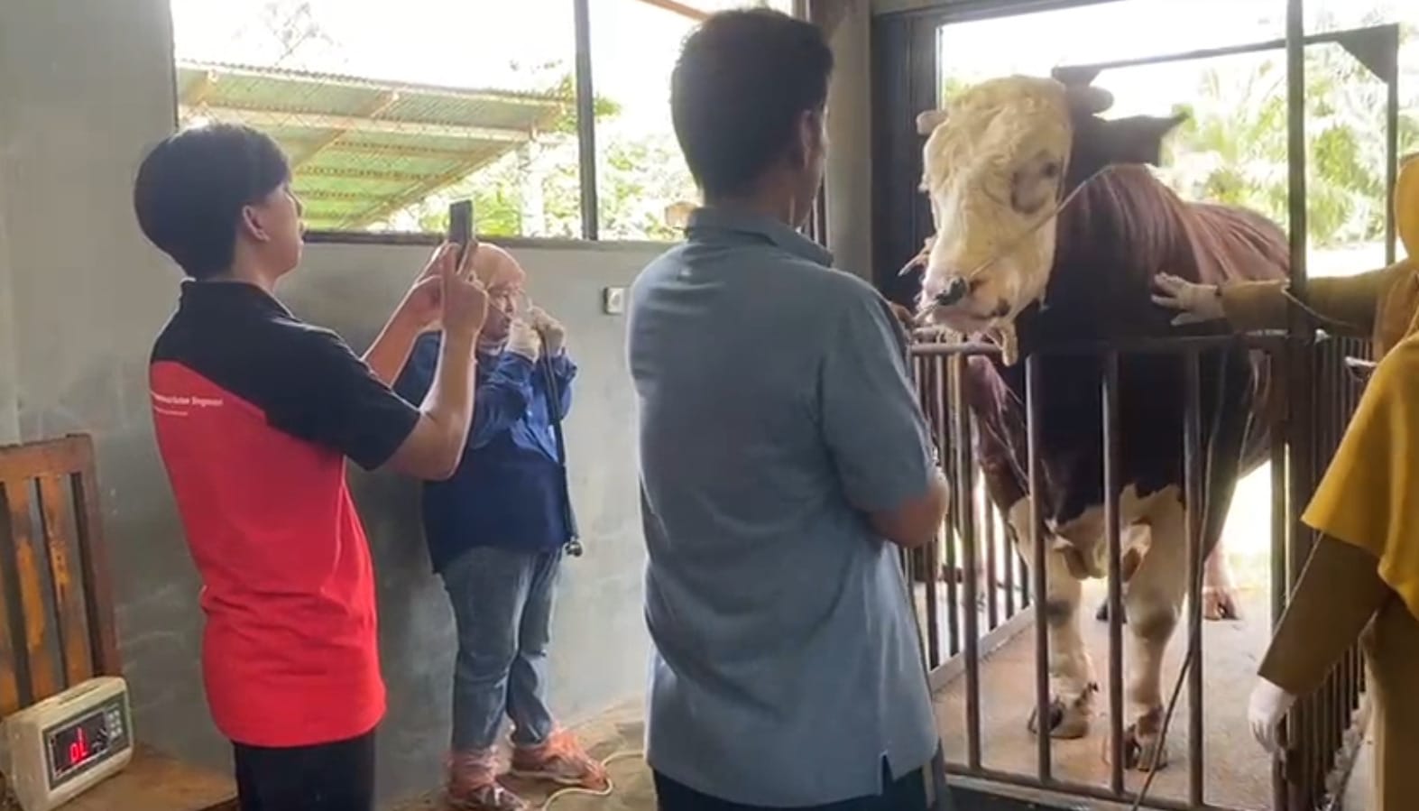 Penyembelihan Hewan Kurban di Mukomuko Digelar 2 Hari, Tujuannya untuk Ini