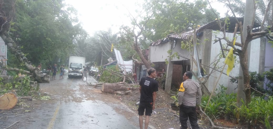 Pohon Besar Tumbang Timpa Rumah Warga dan Badan Jalan di Desa Air Teras, Sempat Macetkan Arus Lalulintas 