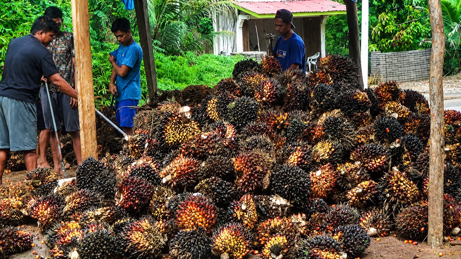 Update Harga Kelapa Sawit di Bengkulu Utara Hari Ini, Alhamdulillah Terus Naik