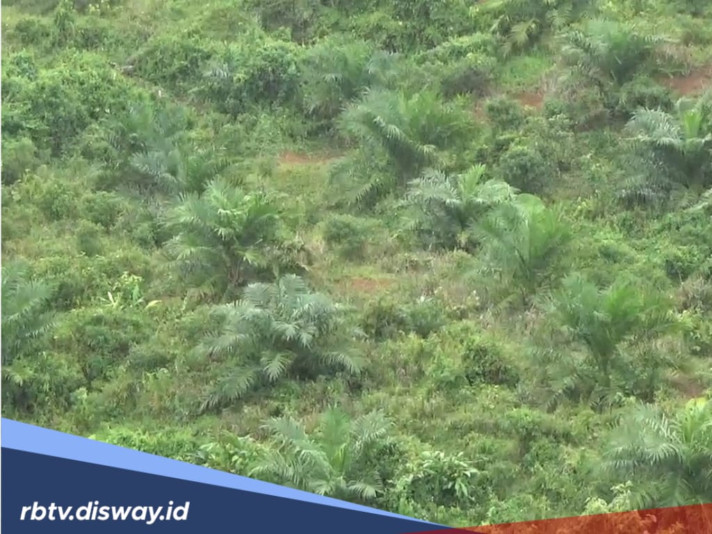 Pendapatan Daerah 2025, Jual Benih Sawit di Utara Hasilkan Rp 300 - Rp 500 Juta per Tahun