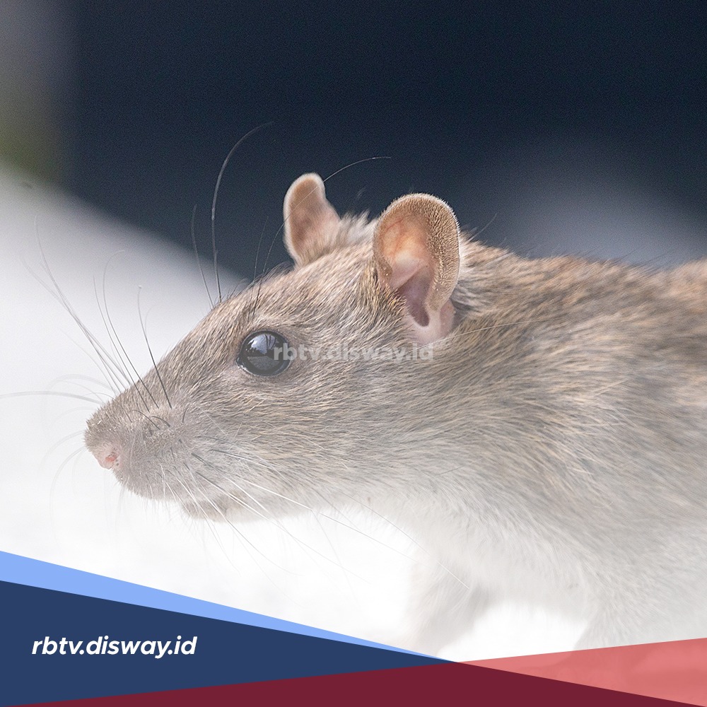 Alasan Rumah harus Terbebas dari Tikus, Ini 5 Penyakit yang Disebabkan Tikus di Rumah