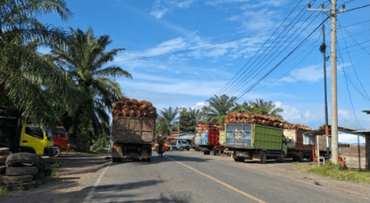 Harga TBS Kelapa Sawit di Mukomuko Kembali Merosot, Ini Rincian Harganya