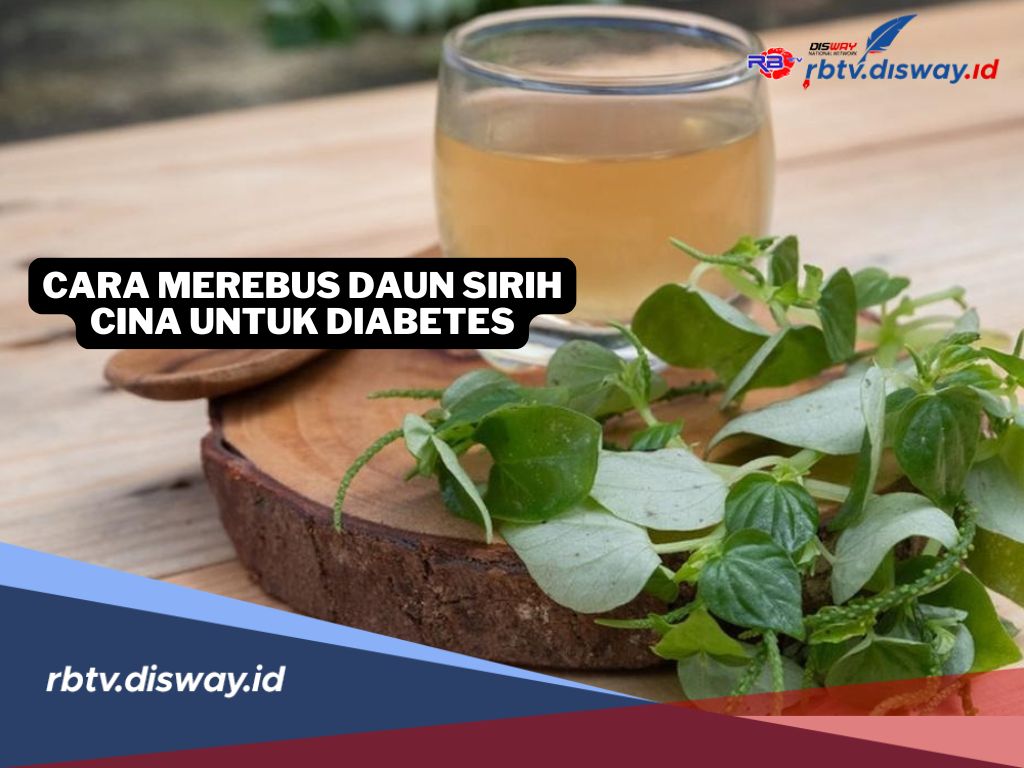 Begini Cara Merebus Daun Sirih Cina untuk Diabetes, Jaga Gula Darah Tetap Terkontrol
