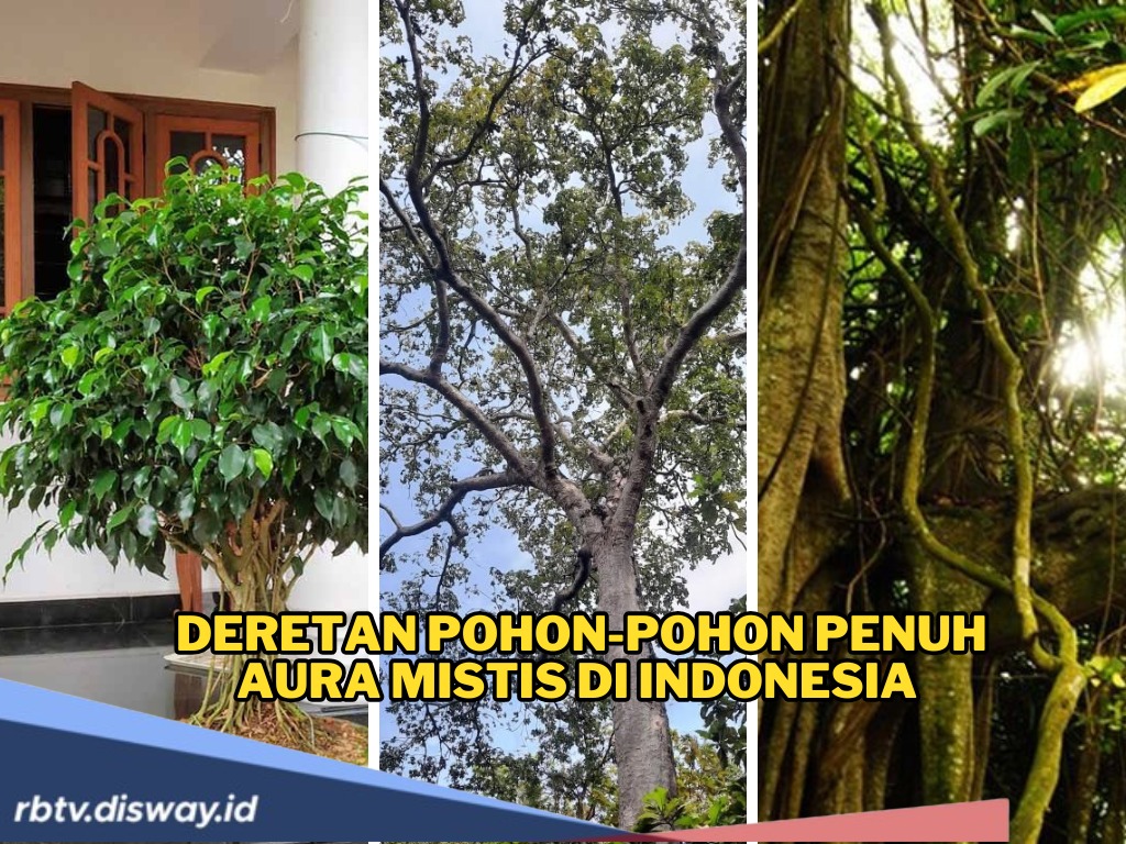 Bukan Sembarang! Ini Deretan Pohon-pohon Penuh Aura Mistis di Indonesia yang Sarat Makna Budaya dan Kepercayaa
