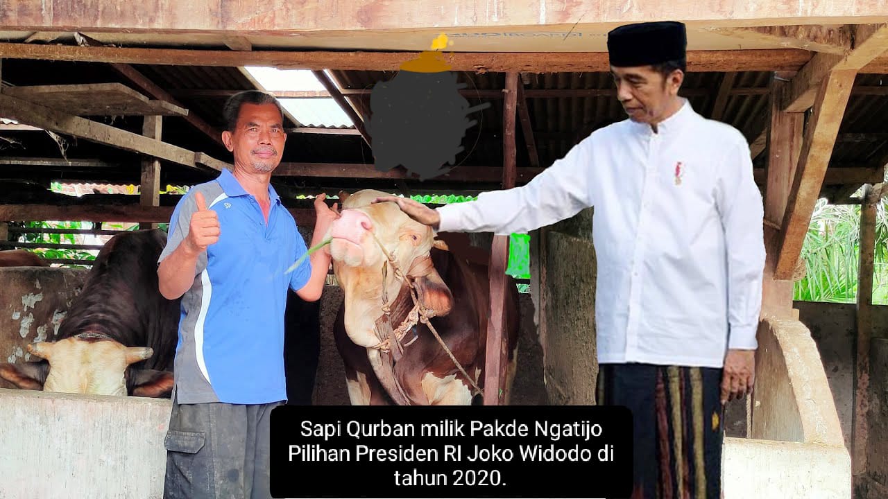 Bobot Hampir 1 Ton, Sapi Pakde Ngatijo Calon Sapi Qurban Presiden Jokowi 