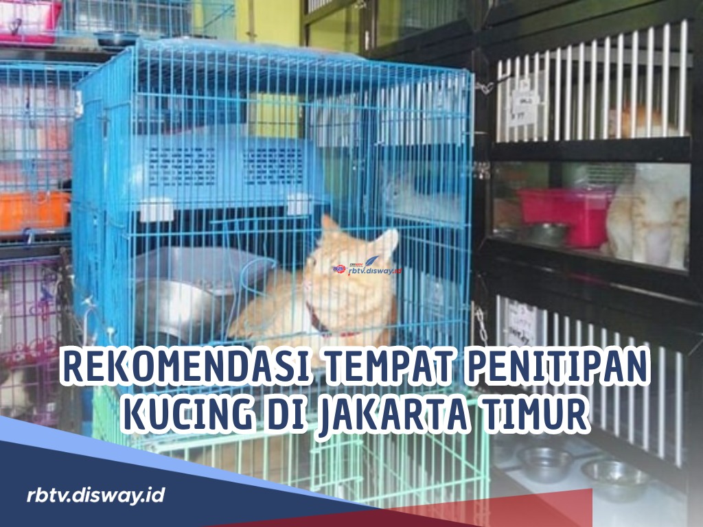 Bingung Tinggalkan Anabul Mudik? Ini Rekomendasi Tempat Penitipan Kucing di Jakarta Timur, Pasti Amanah!