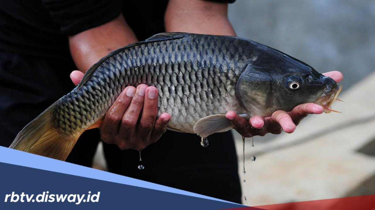 Sombong Bener, di Daerah Ini Ribuan Ton Ikan Mas Dimusnahkan, Bukannya Dimakan