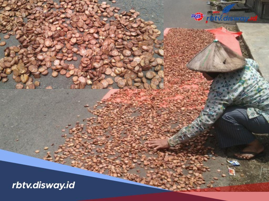 Budidaya Pinang  Dipandang Sebelah Mata, Harga Pinang Rp 50 Ribu Per Kilogram