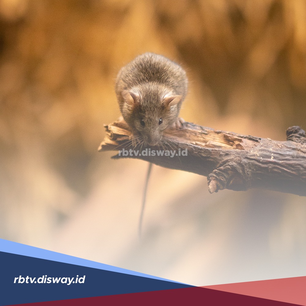 Mau Wudhu tapi Airnya Bekas Tikus, Begini Penjelasan Ustadz