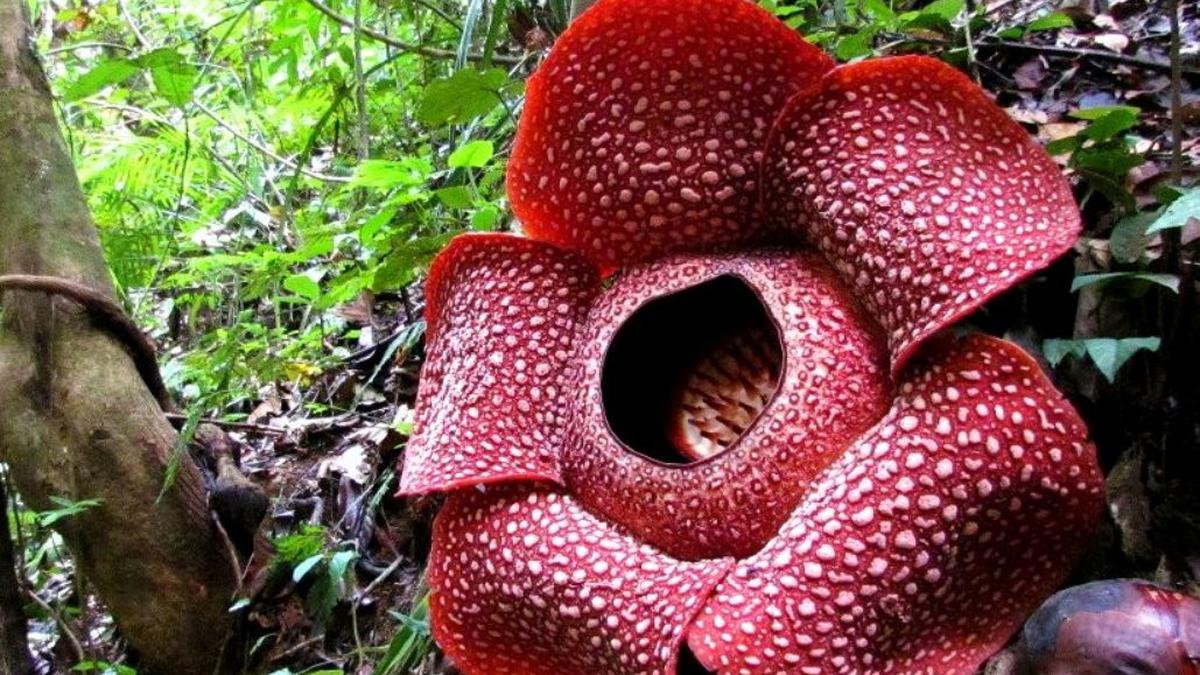 Exploring the Exquisite Native Floral Beauty of Indonesia, 6 Fascinating Flower Species