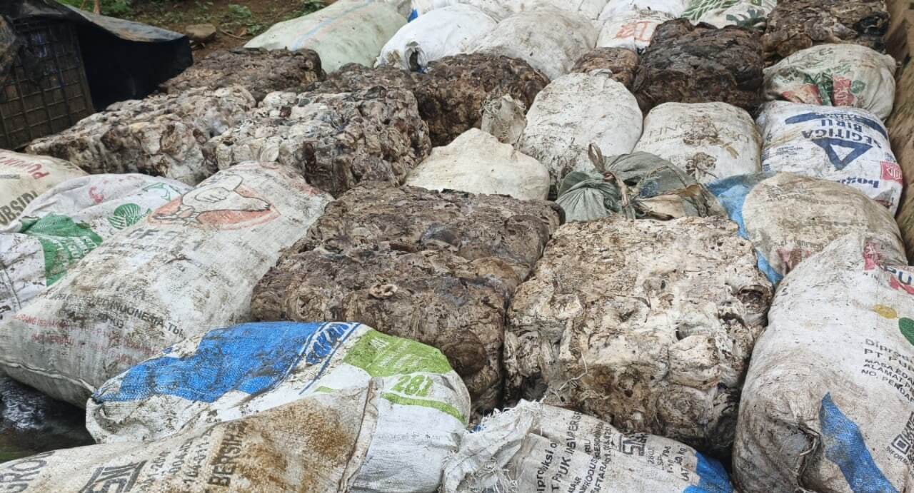 Harga Komoditas Karet di Bengkulu Utara Bikin Petani Mulai Cemas