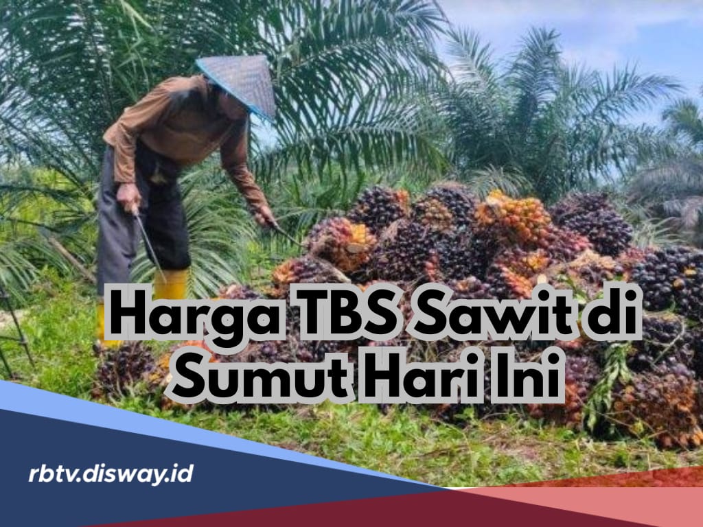 Segini Harga Terbaru TBS Sawit di Sumatera Utara Hari Ini 14 November 2024, Simak Rinciannya