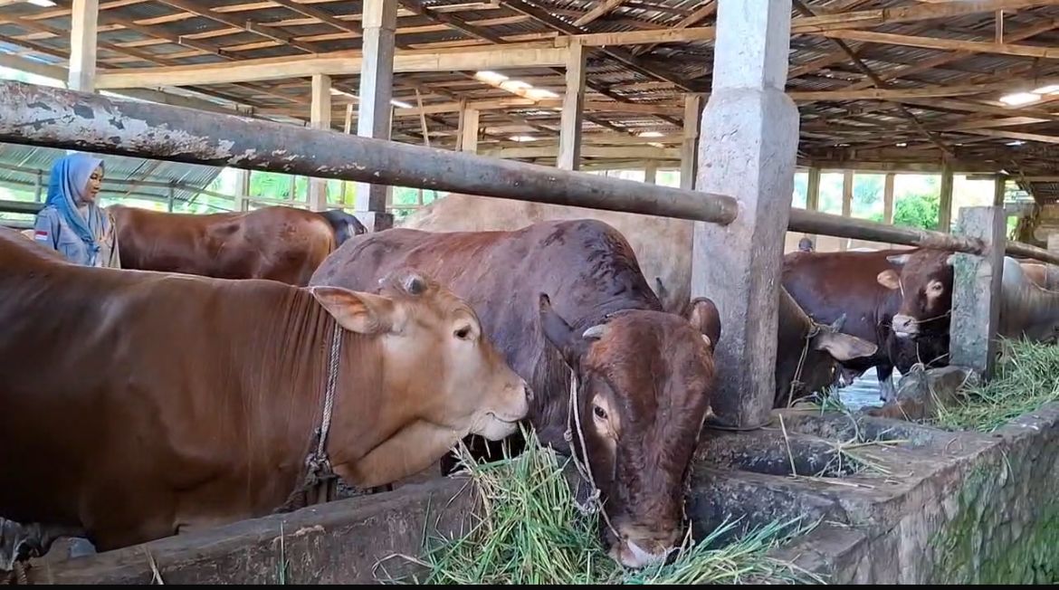 Sapi Kurban Gubernur Bengkulu Helmi Hasan Samai Jumlah Sapi Kurban Presiden Prabowo di Bengkulu